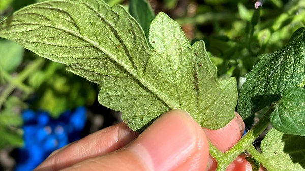ハダニがついたミニトマトの葉の裏の写真